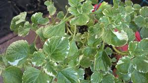 Variegated Thyme Herb