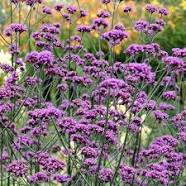 Verbena bonariensis