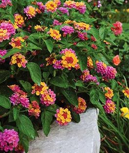 Verbena Trailing