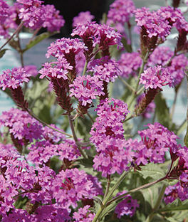 Verbena Upright