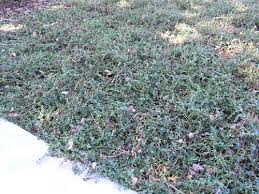 Turkish Speedwell Veronica Ground Cover