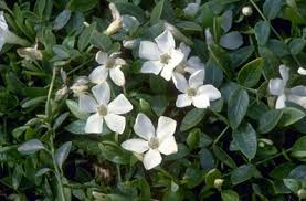 Gertrude Jekyll Myrtle Ground Cover