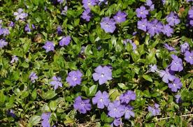 Myrtle Or Periwinkle Vinca Minor Ground Cover