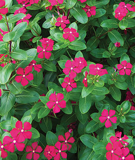 Vinca Trailing