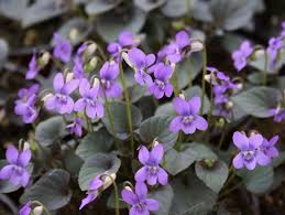 Hardy Violet Viola Ground Cover