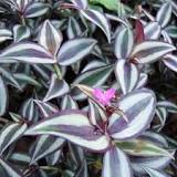 Wandering Jew