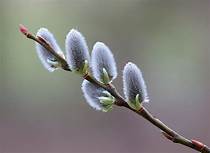 Giant Pussy WIllow