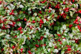 Wintergreen Gaultheria procumbens Ground Cover