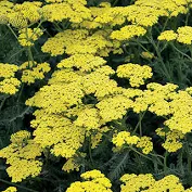 Achillea/Yarrow/Desert Eve Yellow