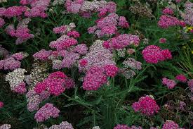 Achillea/Yarrow/Song Siren Layla