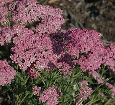 Achillea/Yarrow/Siren Little Suzie