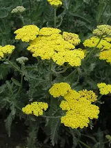 Achillea/Yarrow/Moonshine