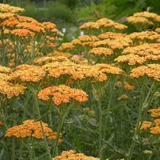 Achillea/Yarrow/Desert Eve Terra cotta