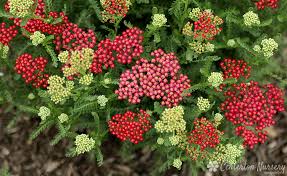 Achillea/Yarrow/New Vintage Red