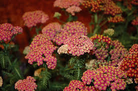 Achillea/Yarrow/New Vintage Rose