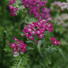 Achillea/Yarrow/New Vintage Violet