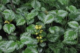 Yellow Archangel Lamiastrum galeobdolon Ground Cover