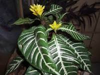 Sanchezia nobilis-Zebra Plant